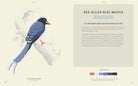 COLOREADY BIRDS BOOK