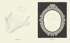 COLOREADY BIRDS BOOK