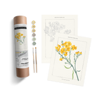 GREENSTEM PAPERFLOWER BOTANICAL
