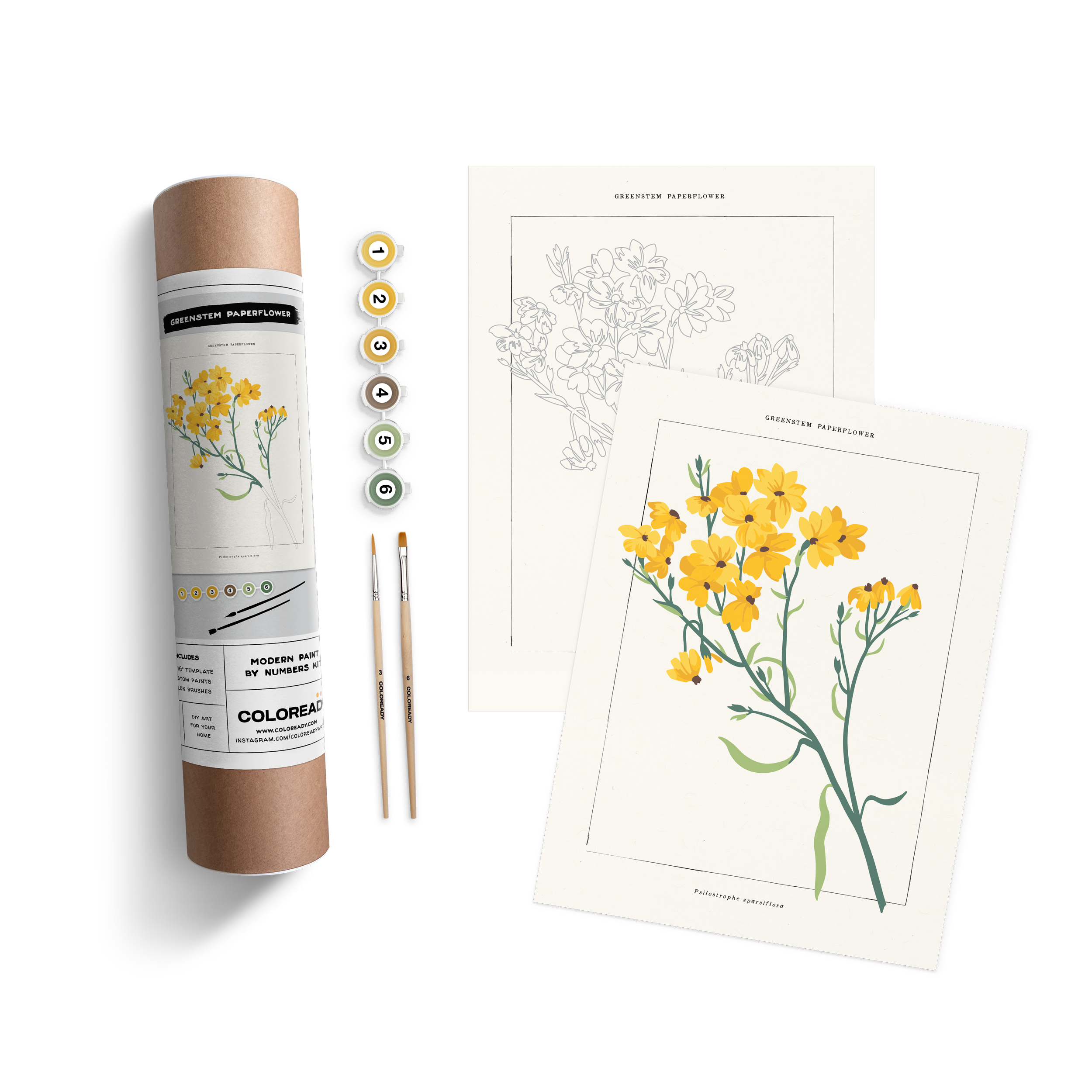 GREENSTEM PAPERFLOWER BOTANICAL