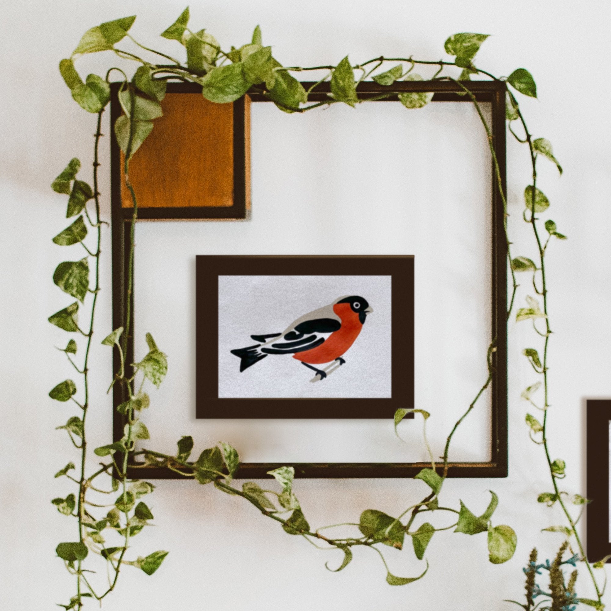 BIRD STUDY : ROBIN