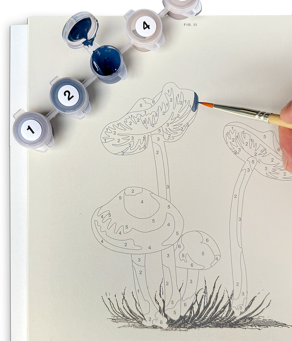 PAINT SET ONLY for the MUSHOOMS BOOK