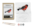 BIRD STUDY : ROBIN
