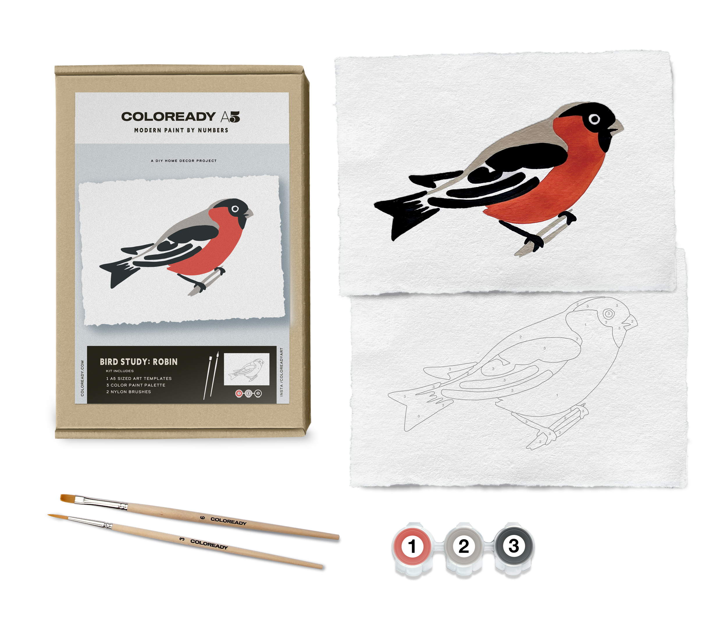 BIRD STUDY : ROBIN