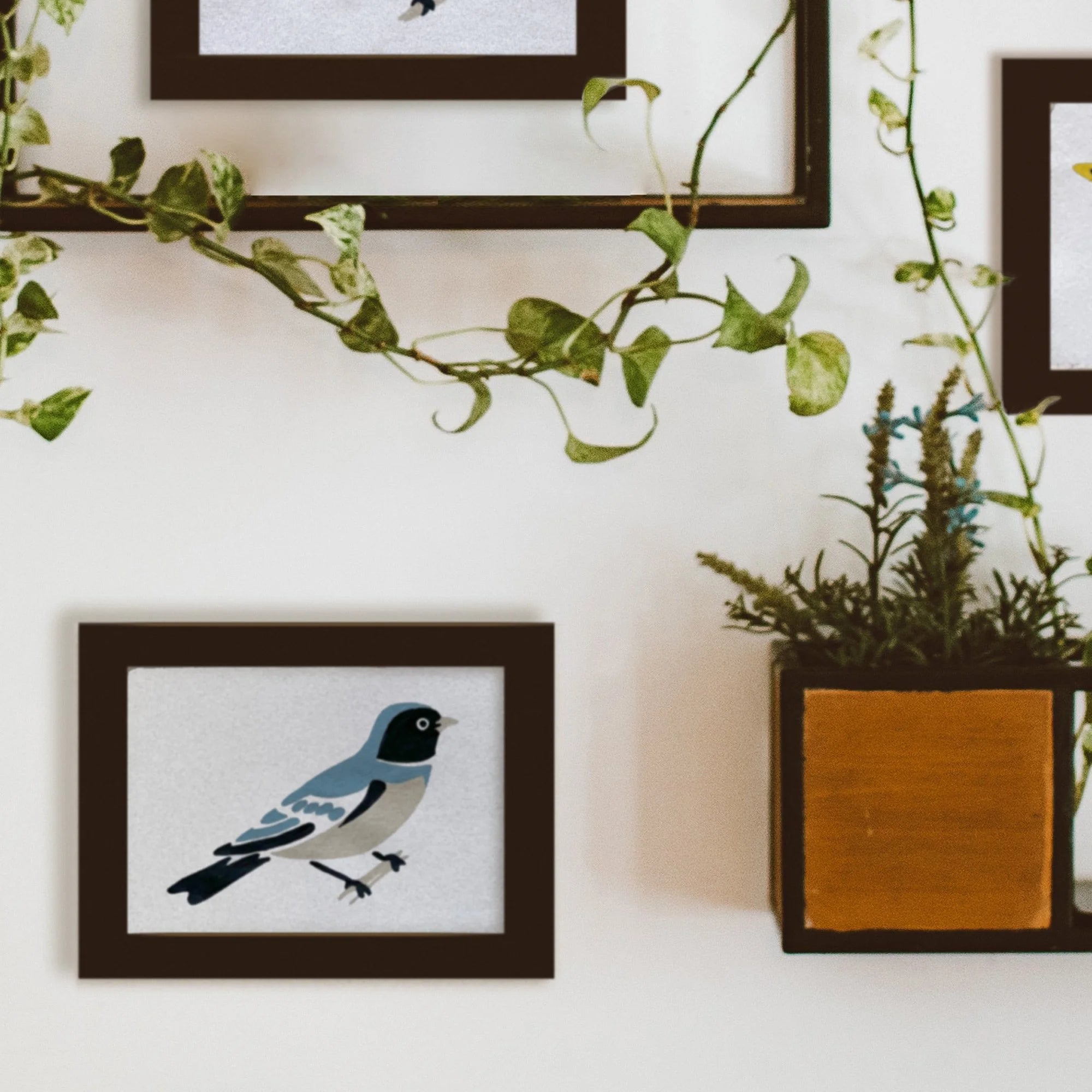BIRD STUDY : SWALLOW